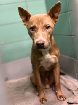 LUKAS -  Staffordshire Bull Terrier and Mixed Breed Dog for Adoption in Houston, Texas - LUKAS | PetCurious