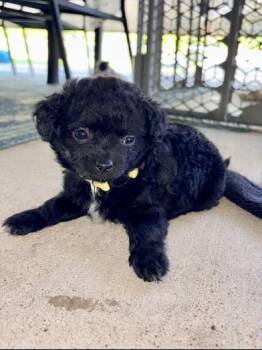 Benny -  Chihuahua and Poodle Dog for Adoption in Liverpool, Texas - Benny | PetCurious