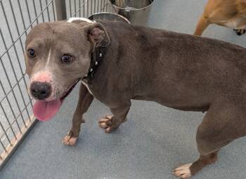 Pit Bull Terrier Dogs Available for Adoption in Portland, Indiana - Skye | PetCurious