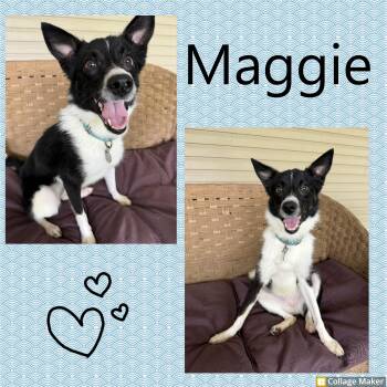 Rescue Australian Shepherd Dogs for Adoption in Clearfield, Pennsylvania - Maggie | PetCurious