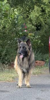 German Shepherd Dog and Mixed Breed Dogs Available for Adoption in Gastonia, North Carolina - Buddy | PetCurious
