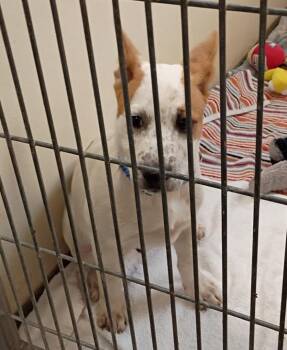 Kirkland -  Australian Cattle Dog Blue Heeler Dog for Adoption in Vancouver, Washington - Kirkland | PetCurious
