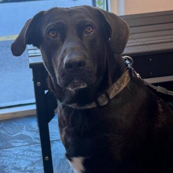 Rye -  Chocolate Labrador Retriever and Mixed Breed Dog for Adoption in Tampa, Florida - Rye | PetCurious