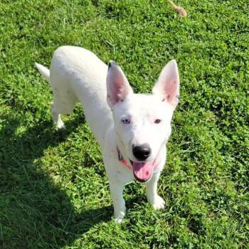 Tango -  Husky Dog for Adoption in West Jefferson, Ohio - Tango | PetCurious