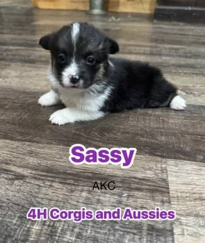 Pembroke Welsh Corgi Dogs Available for Sale - Sassy | PetCurious