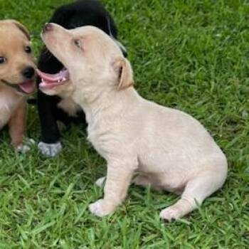 Landslide -  Mixed Breed Dog for Adoption in Tupelo, Mississippi - Landslide | PetCurious