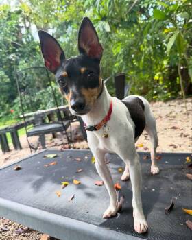 Loki -  Fox Terrier Dog for Adoption in Miami, Florida - Loki | PetCurious