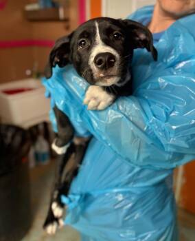Pit Bull Terrier and Mixed Breed Dogs Available for Adoption in Chillicothe, Ohio - Keiko | PetCurious