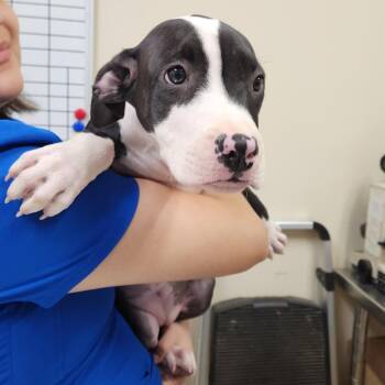 Ruby (FKA Velma) 22803 -  Pit Bull Terrier and Boxer Dog for Adoption in Cumming, Georgia - Ruby (FKA Velma) 22803 | PetCurious