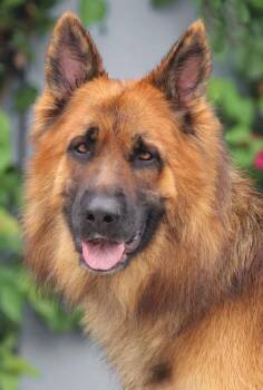 Bolt von Berkheim -  German Shepherd Dog Dog for Adoption in Los Angeles, California - Bolt Von Berkheim | PetCurious
