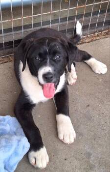 Elaine -  Labrador Retriever Dog Available for Adoption - Elaine | PetCurious