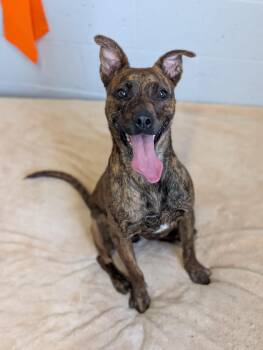 Rescue Mixed Breed Dogs for Adoption in Plainfield, New Jersey - Squirt | PetCurious