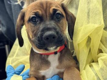MICKEY -  Boxer and Chihuahua Dog for Adoption in Pueblo, Colorado - MICKEY | PetCurious