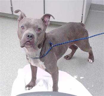 BRONZE -  Boxer and Mixed Breed Dog for Adoption in Omaha, Nebraska - BRONZE | PetCurious