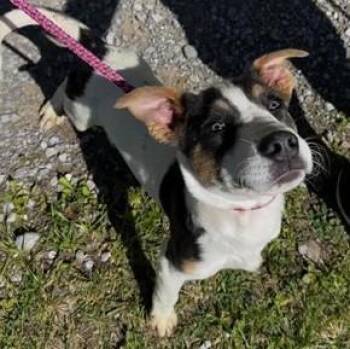Mixed Breed Dogs Available for Adoption in Morristown, New Jersey - Nelly | PetCurious