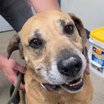 Hound Dogs Available for Adoption in Corydon, Indiana - Sniff | PetCurious