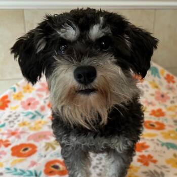 Rescue Schnauzer Dogs for Adoption - Reba | PetCurious