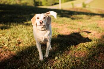Beagle and Mixed Breed Dogs Available for Adoption in Gradyville, Kentucky - Quincy- Transport | PetCurious