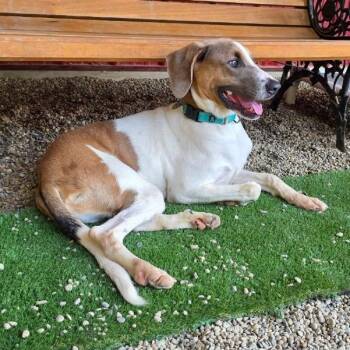 Zuma -  Hound and Mixed Breed Dog for Adoption in Avon, Ohio - Zuma | PetCurious