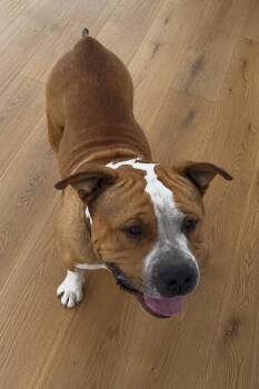 Torito -  American Staffordshire Terrier and Mixed Breed Dog for Adoption in Houston, Texas - Torito | PetCurious
