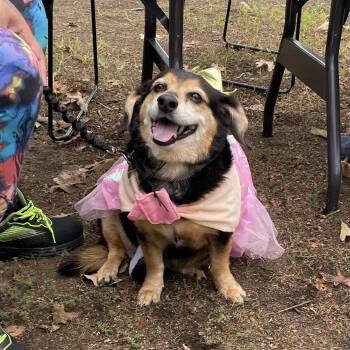 Heidi -  Dachshund Dog for Adoption in Heber Springs, Arkansas - Heidi | PetCurious