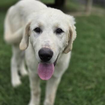 Yogi -  Great Pyrenees Dog for Adoption in Mansfield, Texas - Yogi | PetCurious