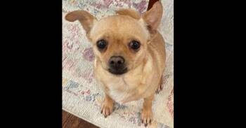Chihuahua Dogs Available for Adoption - Posie | PetCurious