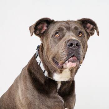 Blue Shadow -  Pit Bull Terrier Dog for Adoption in Palm Springs, California - Blue Shadow | PetCurious