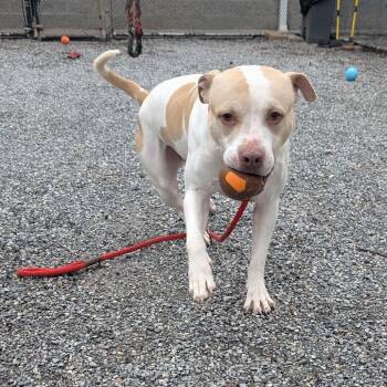 Pit Bull Terrier Dogs Available for Adoption in York, Pennsylvania - Kash | PetCurious