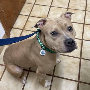 Pit Bull Terrier Dogs Available for Adoption - Amelia | PetCurious