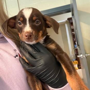 Mixed Breed Dogs Available for Adoption in Huntington, West Virginia - Daphni | PetCurious