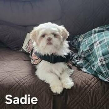Shih Tzu Dogs Available for Adoption - Sadie | PetCurious