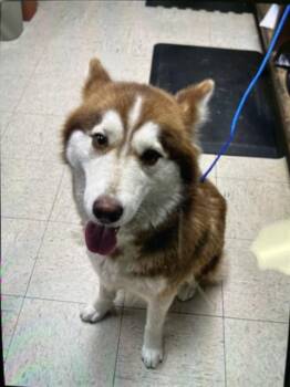 Siberian Husky Dogs Available for Adoption in Stockton, California - BAGEL | PetCurious