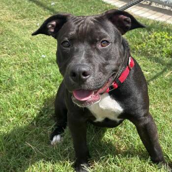 Smuckers -  Mixed Breed Dog for Adoption in League City, Texas - Smuckers | PetCurious
