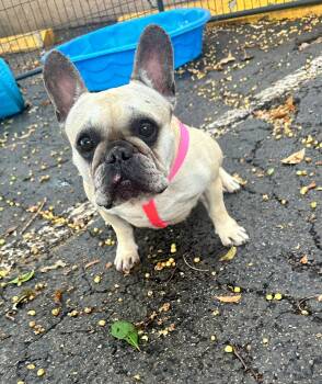 French Bulldog Dogs Available for Adoption in Margate, Florida - SCARLET | PetCurious