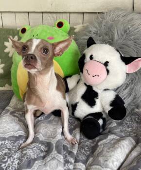 Chihuahua Dogs Available for Adoption - Patty Cake | PetCurious