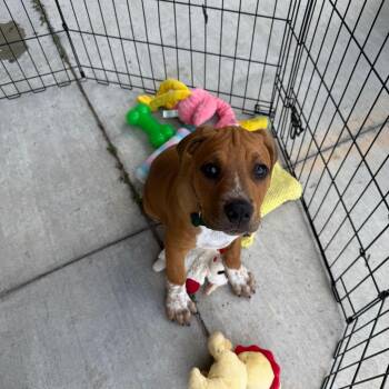 Butcher -  Mixed Breed Dog for Adoption in Tulsa, Oklahoma - Butcher | PetCurious