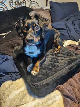 London -  Dachshund Dog for Adoption in Los Angeles, California - London | PetCurious