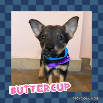 Buttercup -  Labrador Retriever and Chihuahua Dog for Adoption in Ringwood, New Jersey - Buttercup | PetCurious