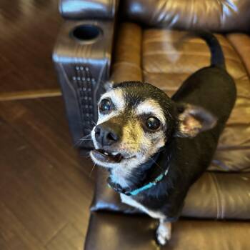 Hays -  Chihuahua Dog for Adoption in Wilkesboro, North Carolina - Hays | PetCurious