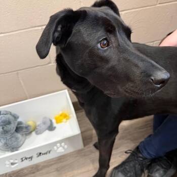 Salvie -  Black Labrador Retriever and Mixed Breed Dog for Adoption in Muncie, Indiana - Salvie | PetCurious