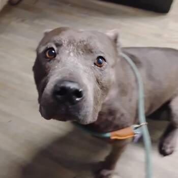Ghost -  Terrier and Mixed Breed Dog for Adoption in Summerville, South Carolina - Ghost | PetCurious