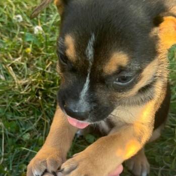 Lacey -  Anatolian Shepherd Dog for Adoption in Troy, Missouri - Lacey | PetCurious