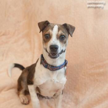 Smiley -  Mixed Breed Dog for Adoption in Ridgefield, Connecticut - Smiley | PetCurious