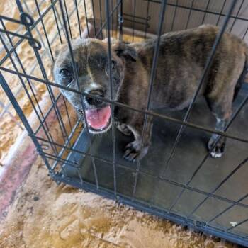 Teef -  Australian Cattle Dog Blue Heeler and Plott Hound Dog for Adoption in Austin, Texas - Teef | PetCurious
