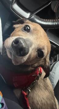 Piglet -  Chiweenie Dog for Adoption in Stamford, Connecticut - Piglet | PetCurious