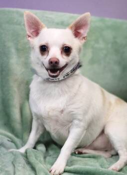 Rocky Mountain in NH. Come Meet our Adoptable Dogs Wednesday-Sat -  Chihuahua Dog for Adoption in Manchester, New Hampshire - Rocky Mountain In NH. Come Meet Our Adoptable Dogs Wednesday-Sat | PetCurious