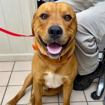 Jasper -  Hound and Mixed Breed Dog for Adoption in Tuscaloosa, Alabama - Jasper | PetCurious