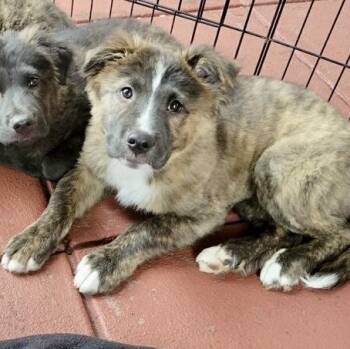 Rescue Australian Shepherd Dogs for Adoption in Washington, Missouri - Axel | PetCurious