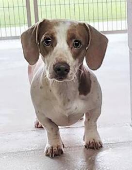 Miniature Dachshund Dogs Available for Adoption - RAYMOND | PetCurious